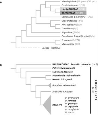 Chromosomal Evolution and Apomixis in the Cruciferous Tribe Boechereae